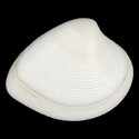 To Conchology (Lamelliconcha concinna ALBINO)