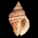 To Conchology (Acanthinucella spirata cf.)