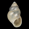 To Conchology (Pyrgohydrobia grochmalickii)