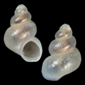 To Conchology (Ohridohoratia pygmaea)