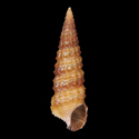 To Conchology (Varicopeza pauxilla)