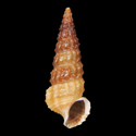 To Conchology (Varicopeza pauxilla)