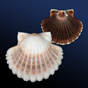 To Conchology (Pecten jacobaeus SPECIAL COLOR)