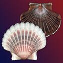 To Conchology (Pecten jacobaeus SPECIAL COLOR)