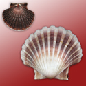 To Conchology (Pecten jacobaeus SPECIAL COLOR)