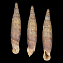 To Conchology (Albinaria violacea dextrogyra)