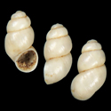 To Conchology (Belgrandiella saxatilis)