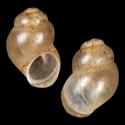 To Conchology (Alzoniella camocaensis)