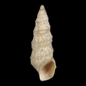 To Conchology (Pyrgula annulata)