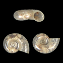 To Conchology (Corbellaria celtiberica)