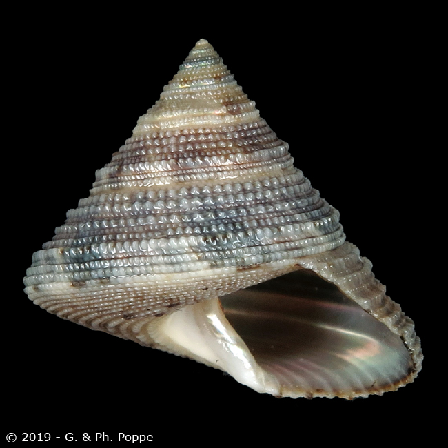 Calliostoma lequementorum PARATYPE