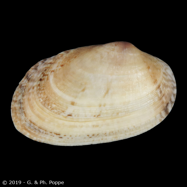 Venerupis corrugata