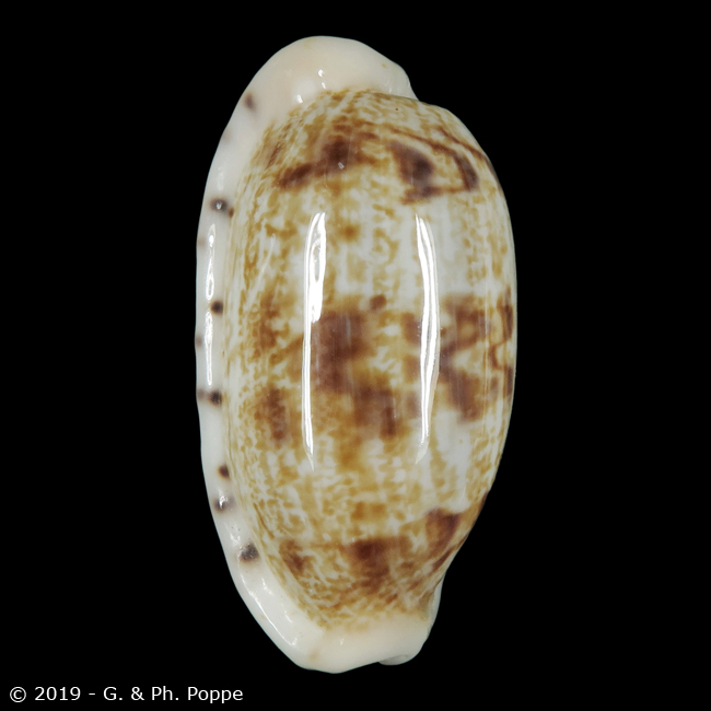 Talostolida teres teres f. alveolus