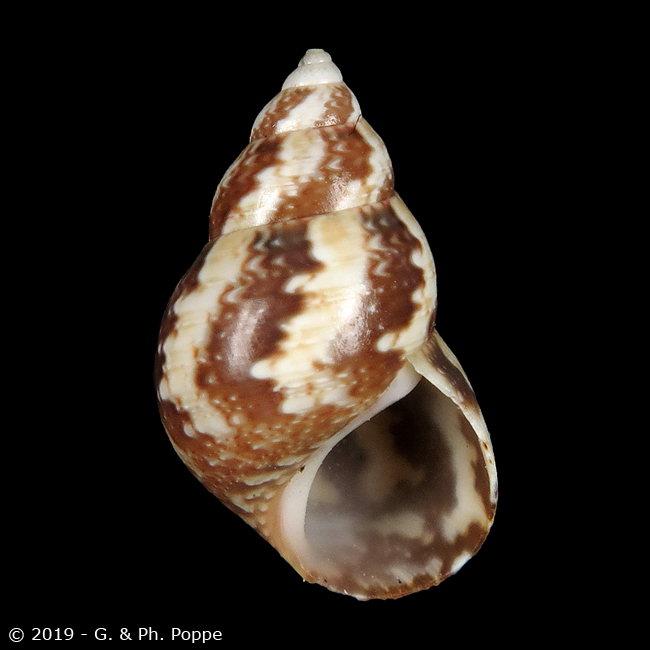 Tricolia modesta