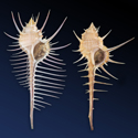 To Conchology (Murex pecten & Murex tenuirostrum)