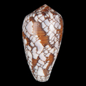 To Conchology (Darioconus behelokensis BROWN)