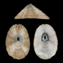 To Conchology (Diodora saturnalis)