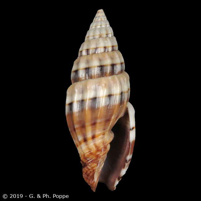 Vexillum semifasciatum