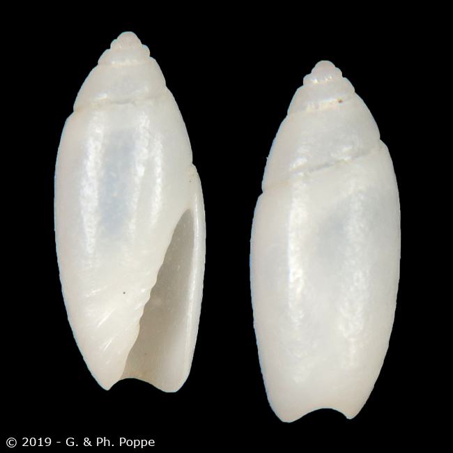 Olivella alba