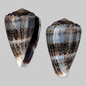 To Conchology (Lautoconus orri cf.)