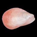 To Conchology (Modiolus philippinarum YOUNG)