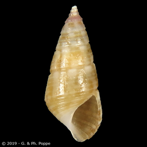 Diala semistriata