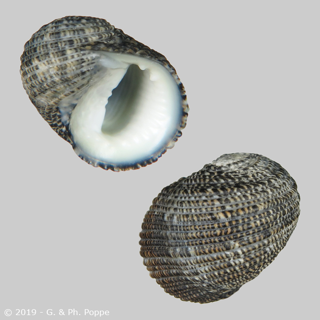 Nerita funiculata