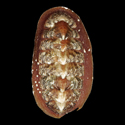 To Conchology (Tonicia forbesii)