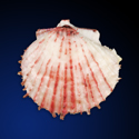 To Conchology (Spondylus candidus SPECIAL COLOR)