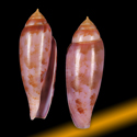 To Conchology (Kioconus blatteus GIANT)