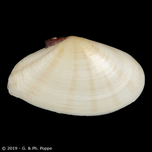 Tellinella virgata