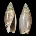 To Conchology (Olivella riverae)