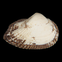 To Conchology (Sheldonella bisulcata)