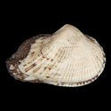 To Conchology (Sheldonella bisulcata)