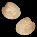 To Conchology (Globivenus fordii)