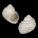 To Conchology (Mexithauma quadripaludium)