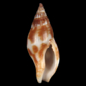 To Conchology (Pisania ignea DWARF)