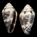 To Conchology (Africonus anthonyi)