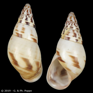 Amphidromus iunior