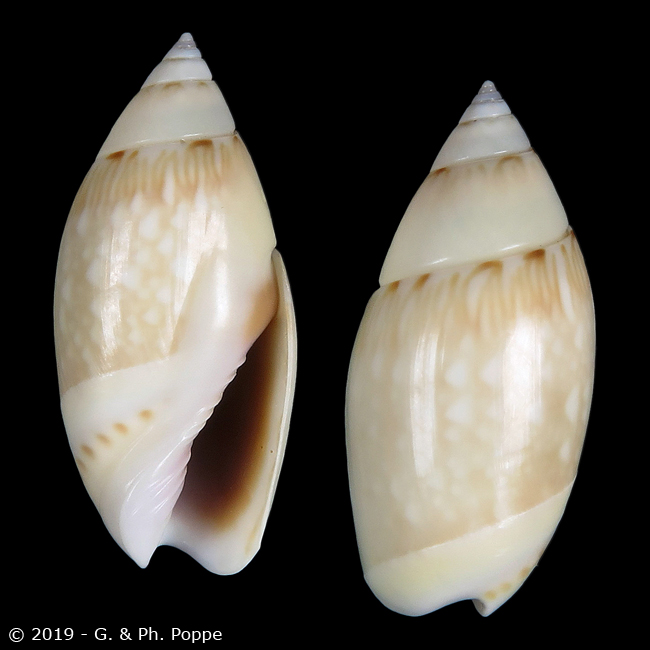 Olivella dama