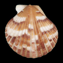 To Conchology (Aequipecten commutatus commutatus)