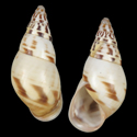 To Conchology (Amphidromus iunior)