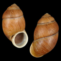 To Conchology (Pollicaria arlingi)