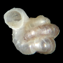 To Conchology (Opisthostoma acolaston)