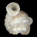 To Conchology (Opisthostoma acolaston)