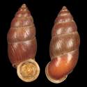 To Conchology (Schistoloma messageri)