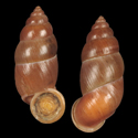 To Conchology (Schistoloma messageri)