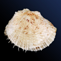 To Conchology (Spondylus gloriosus)