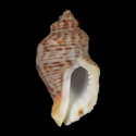 To Conchology (Acanthinucella punctulata)