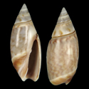 To Conchology (Olivella anazora)